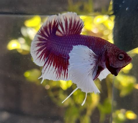 tipos de bettas de linhagem - peixe betta dumbo